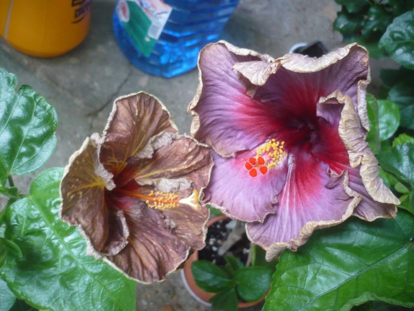 P1420083 - HIBISCUSI 2019-1