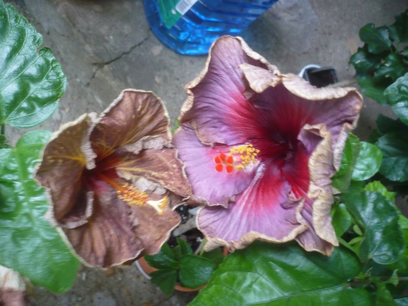 P1420084 - HIBISCUSI 2019-1