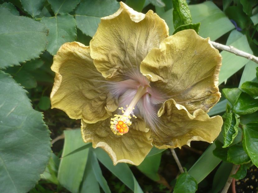 P1420085 - HIBISCUSI 2019-1