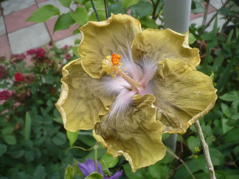 P1420086 - HIBISCUSI 2019-1