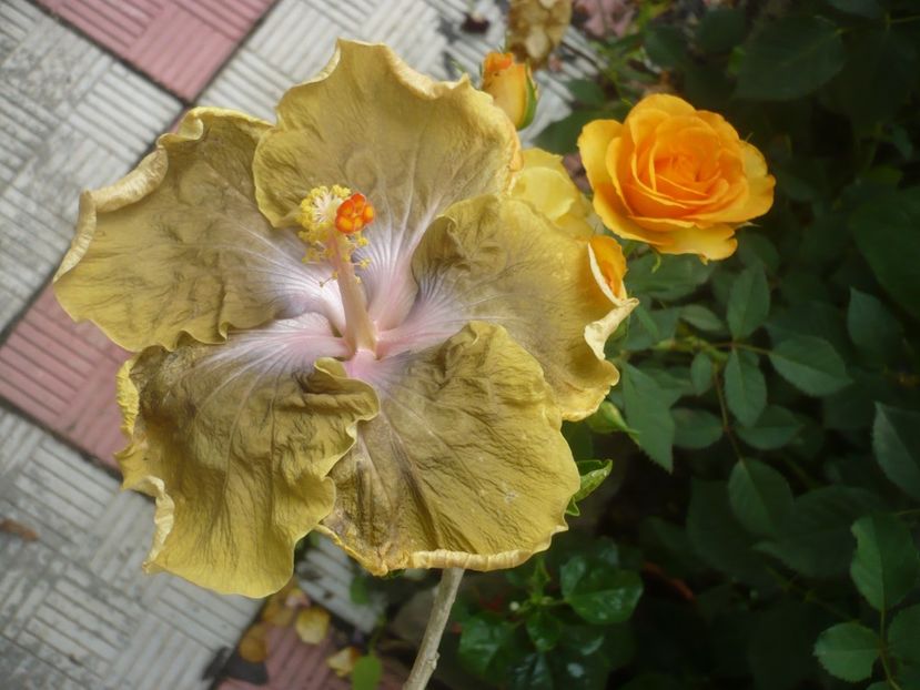 P1420087 - HIBISCUSI 2019-1