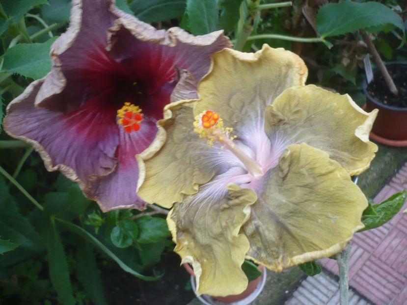 P1420088 - HIBISCUSI 2019-1