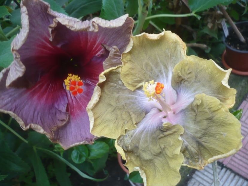 P1420089 - HIBISCUSI 2019-1