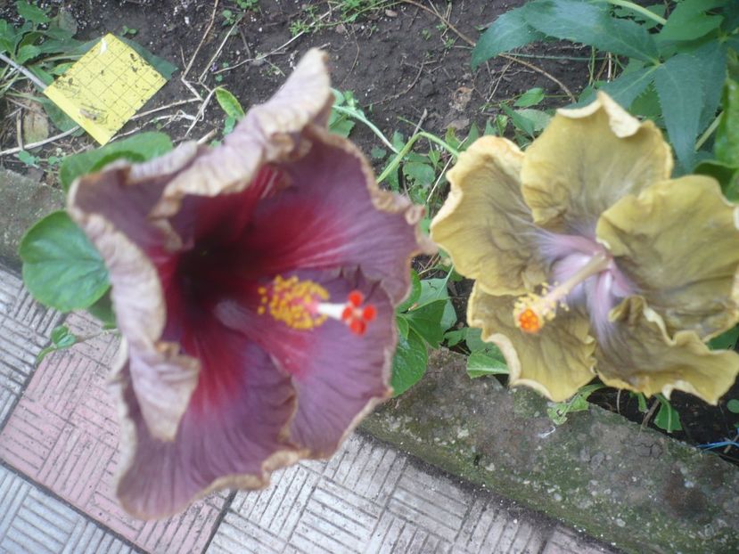 P1420090 - HIBISCUSI 2019-1