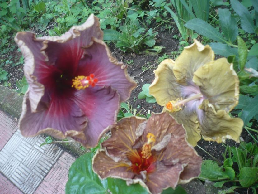 P1420092 - HIBISCUSI 2019-1