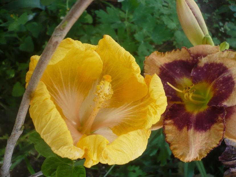 P1420094 - HIBISCUSI 2019-1