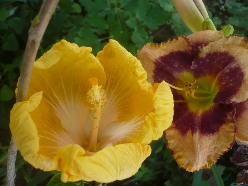 P1420095 - HIBISCUSI 2019-1