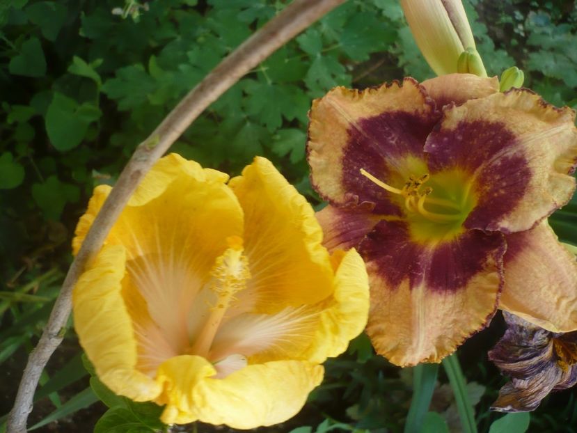 P1420096 - HIBISCUSI 2019-1