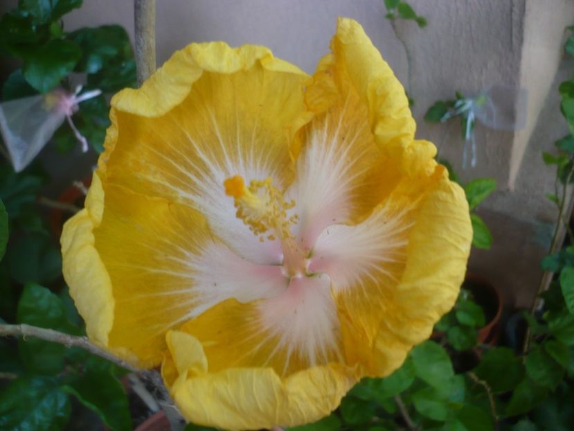 P1420097 - HIBISCUSI 2019-1