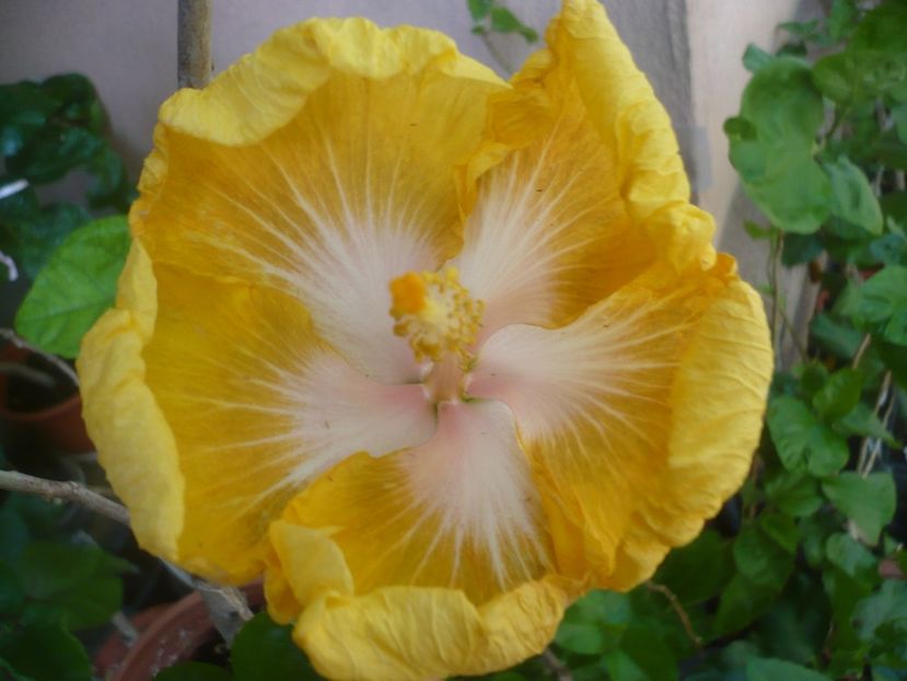 P1420098 - HIBISCUSI 2019-1