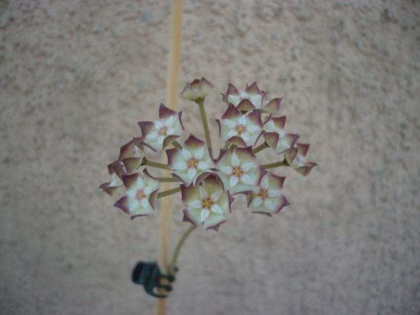 P1420100 - HOYA 2019