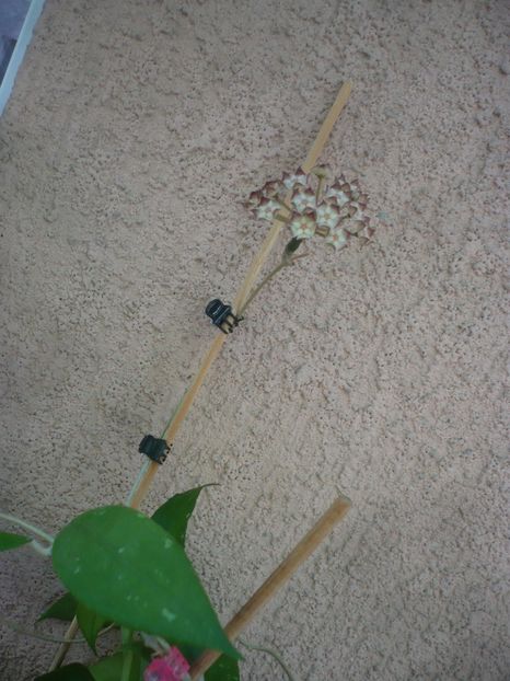 P1420101 - HOYA 2019