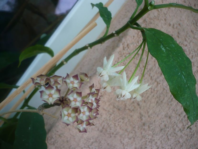 P1420102 - HOYA 2019