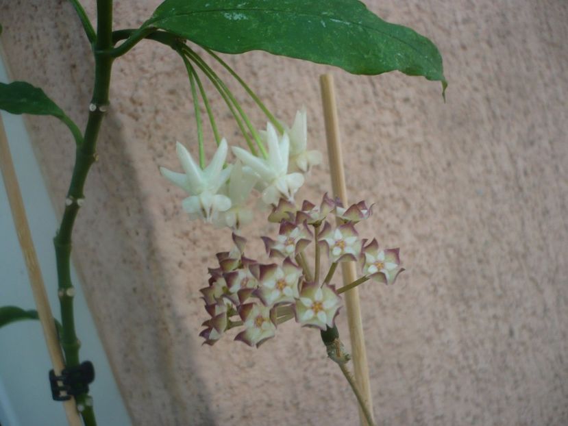 P1420105 - HOYA 2019