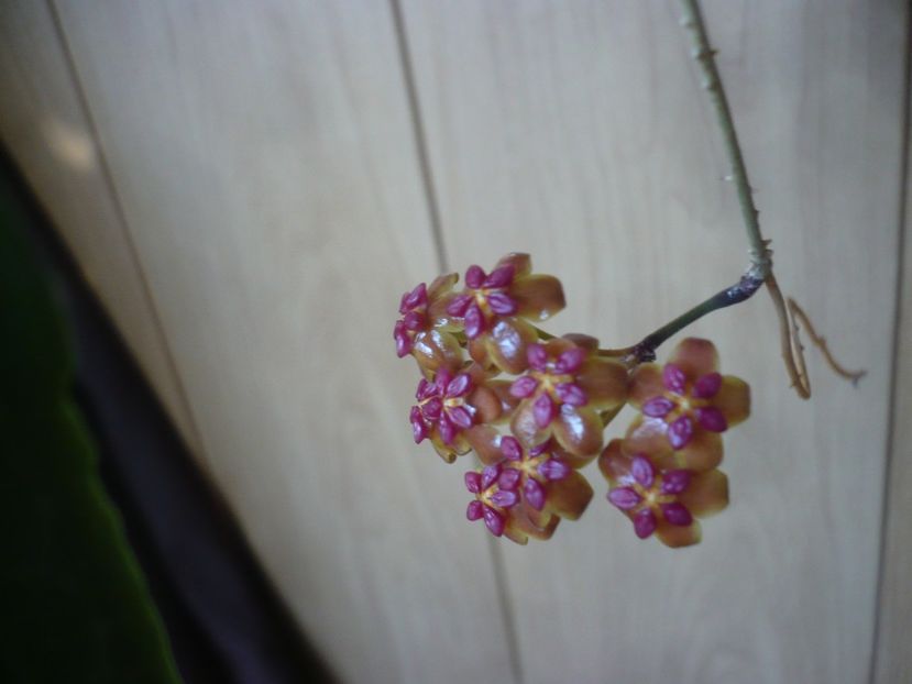 P1420109 - HOYA 2019