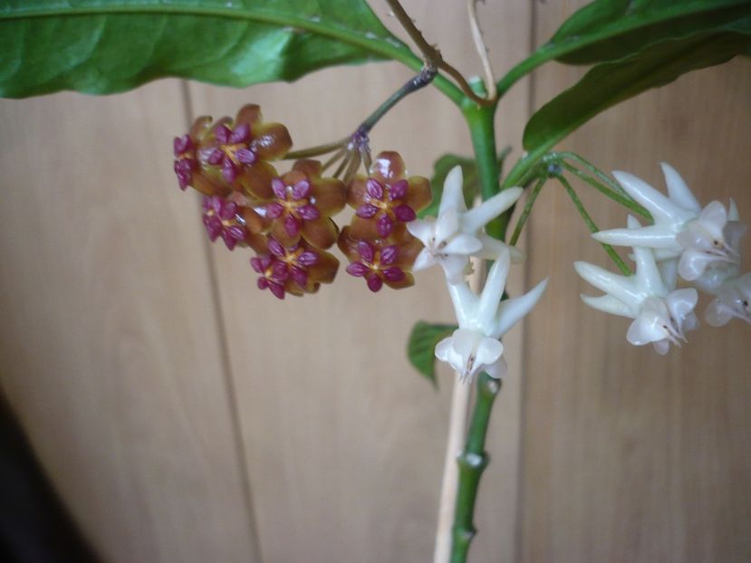 P1420111 - HOYA 2019