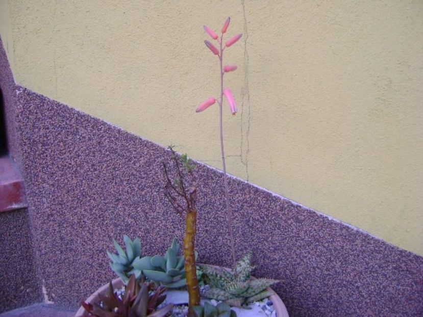 Aloe cv. Lizard Lips, tija florala - Suculente 2019