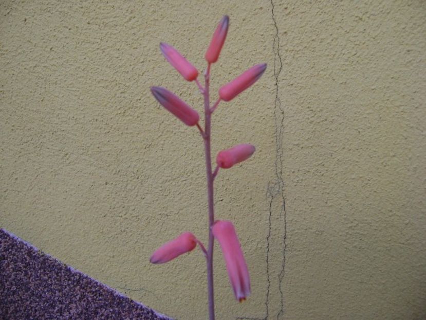 Aloe cv. Lizard Lips, tija florala - Suculente 2019