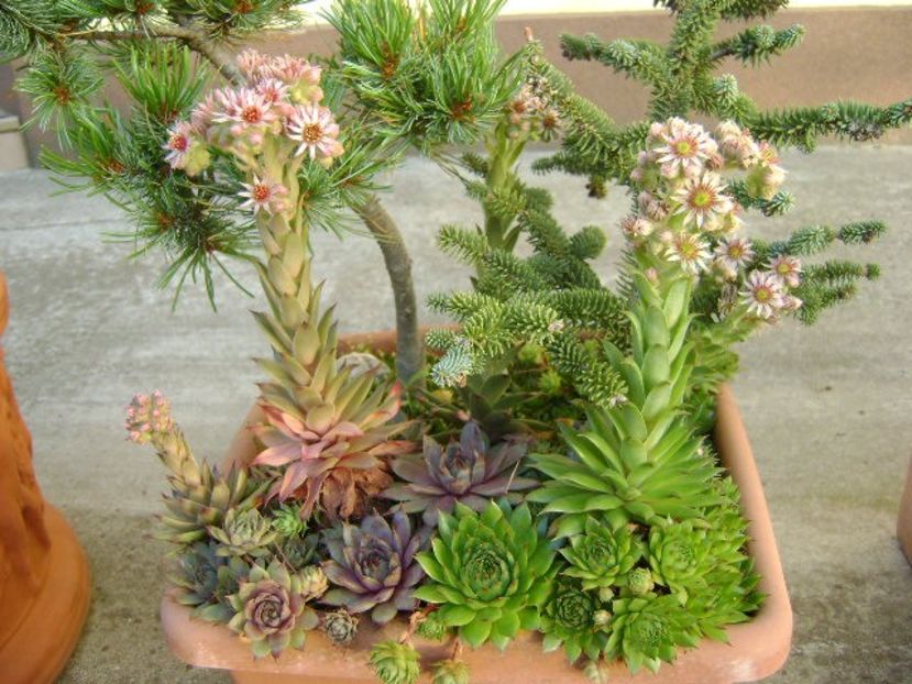 Sempervivum - r Vara 2016-2017-2018-2019