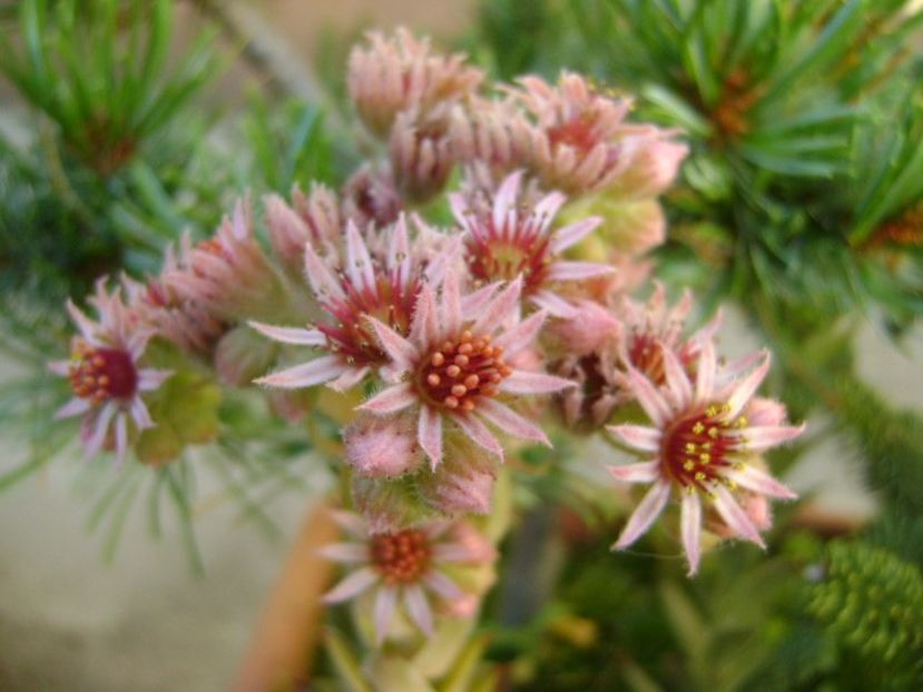 Sempervivum - r Vara 2016-2017-2018-2019