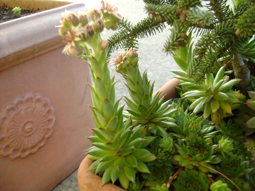 Sempervivum - r Vara 2016-2017-2018-2019