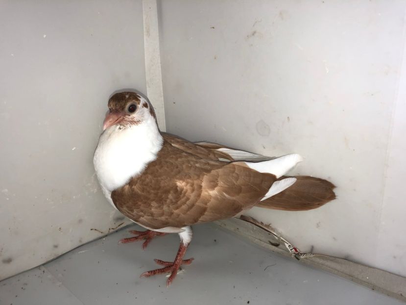 6983  mascul  2019 - Plecați ALBUM 2