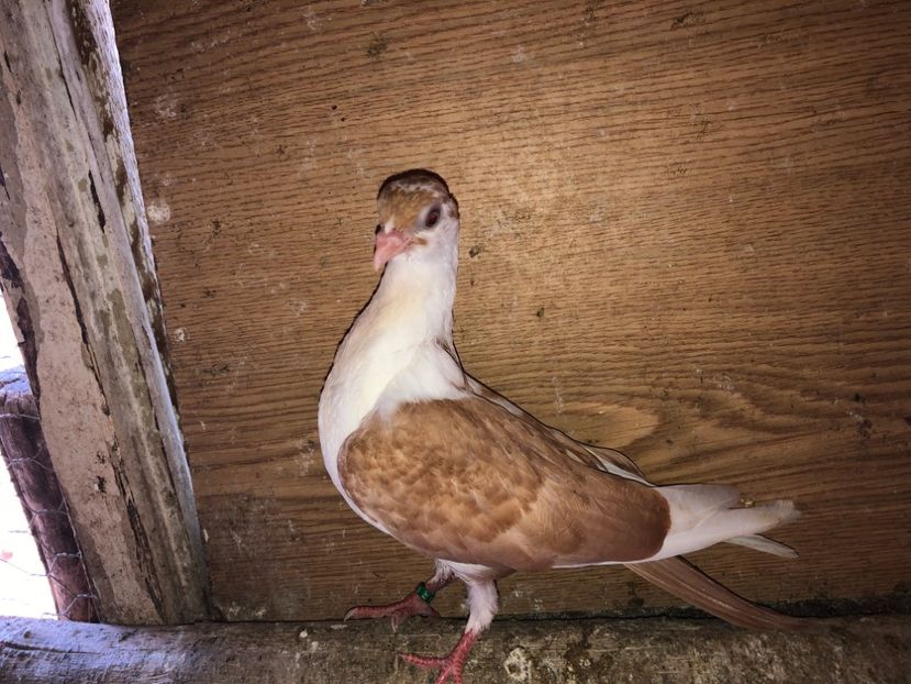 6956  femelă  2019 - Plecați ALBUM 2