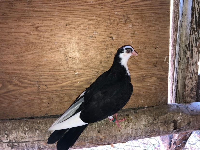 6961  femelă  2019 - Plecați ALBUM 2