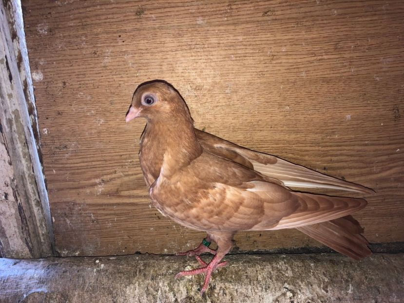 6957  femelă  2019 - Plecați ALBUM 2