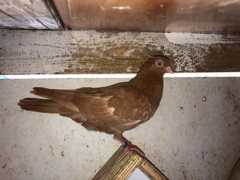 6879  mascul  2019 - Plecați ALBUM 2