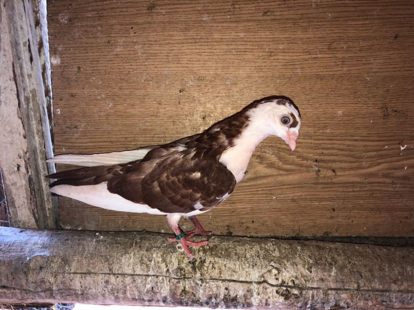 6944  femelă  2019 - Plecați ALBUM 2