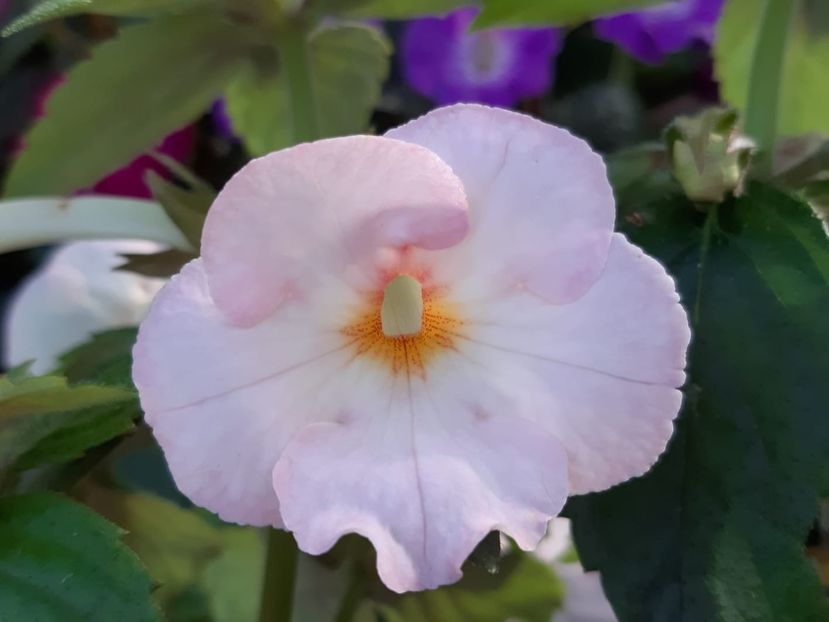 BriD’s Gitte - Achi din semințe BriDs 2018