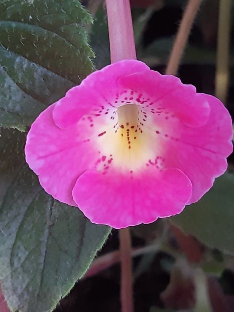 BriD’s Fine Flower - Achi din semințe BriDs 2018