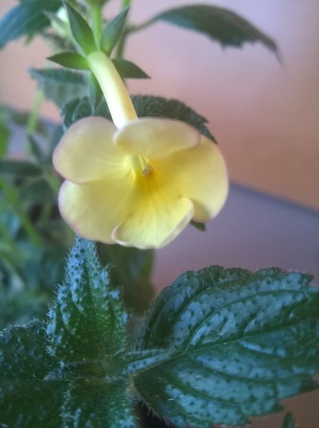 Himalayan Sunrise - Achimenes si Achimenantha 2019