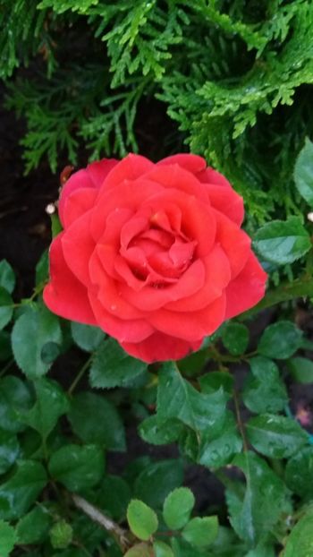Mini rosa - Gradina 2019