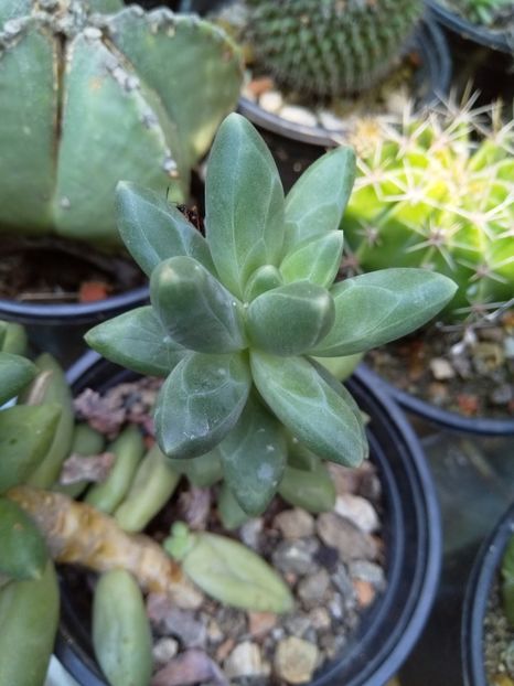  - Suculente disponibile