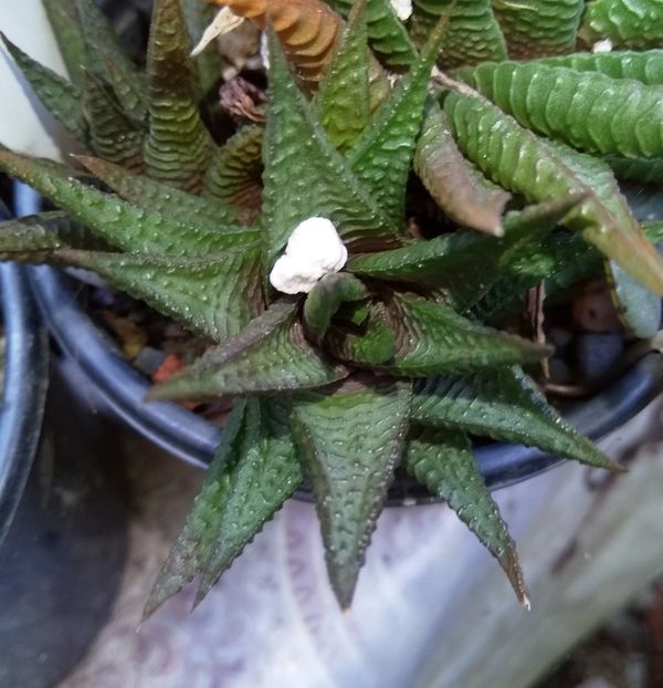  - Suculente disponibile