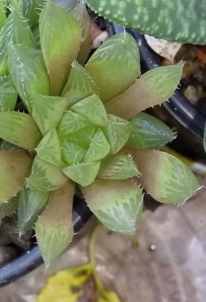  - Suculente disponibile