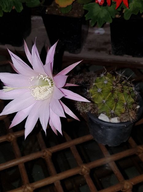 Echinopsis oxygona roz - Echinopsis