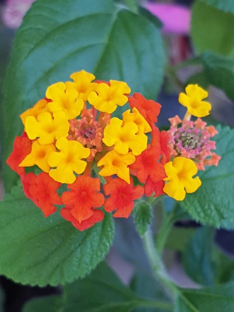 Lantana - Iulie 2019