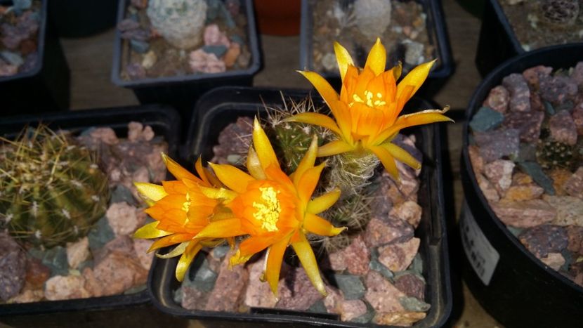  - cactusi 2019