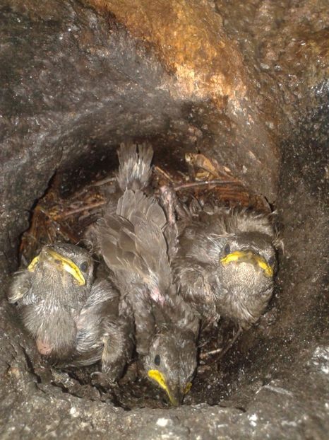  - AAAAAA_CUIB GRAURI 2018_2019_2020_2022_2023