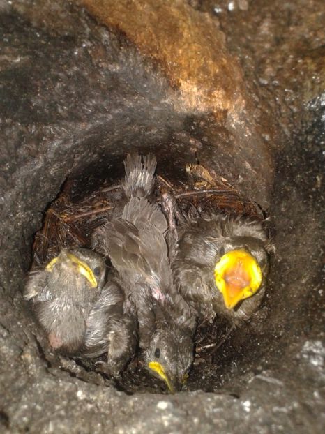  - AAAAAA_CUIB GRAURI 2018_2019_2020_2022_2023