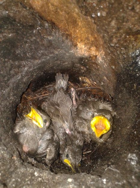  - AAAAAA_CUIB GRAURI 2018_2019_2020_2022_2023