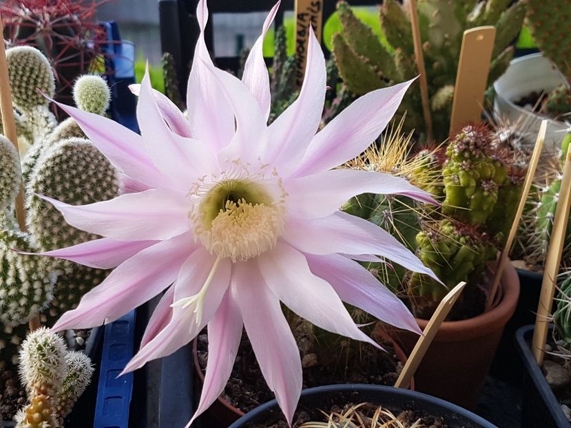  - Echinopsis