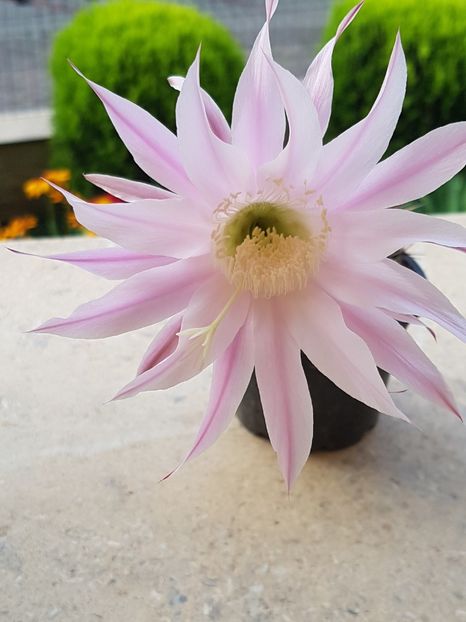  - Echinopsis