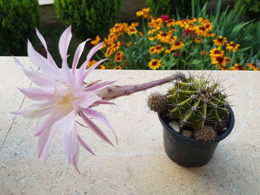  - Echinopsis