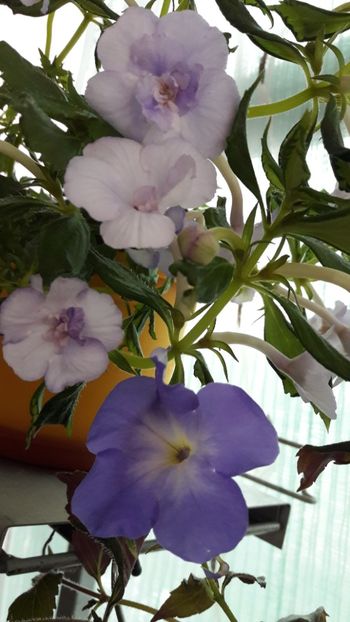 Made in Heaven si Kim Blue - 10 Achimenes 2019