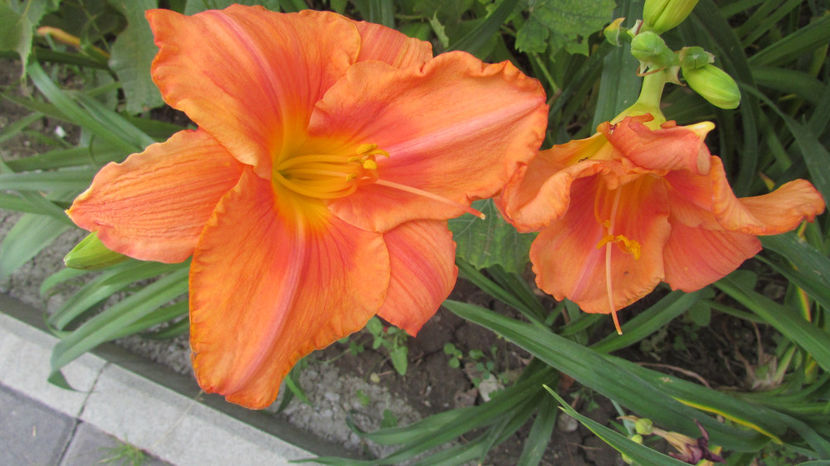  - A A Flori de gradina 2