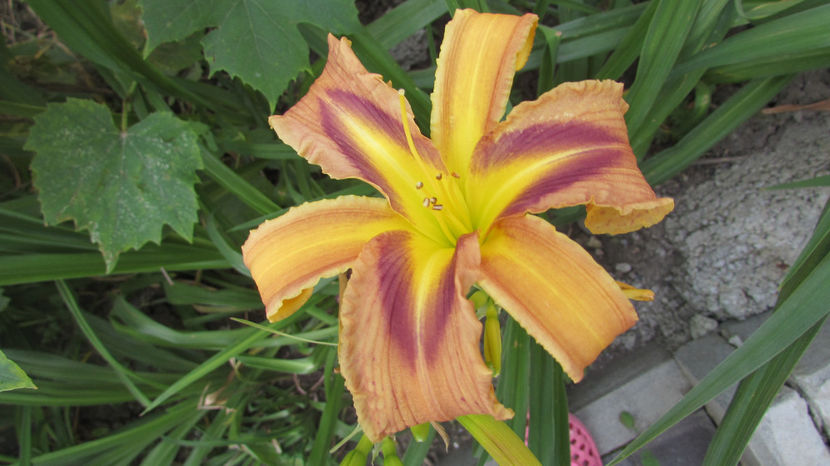  - A A Flori de gradina 2